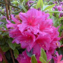 Azalea japonica Amoena