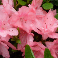 Azalea japonica ‘Blaauw's Pink’ - Azalée du japon