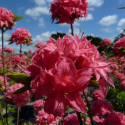 Azalea mollis Homebush