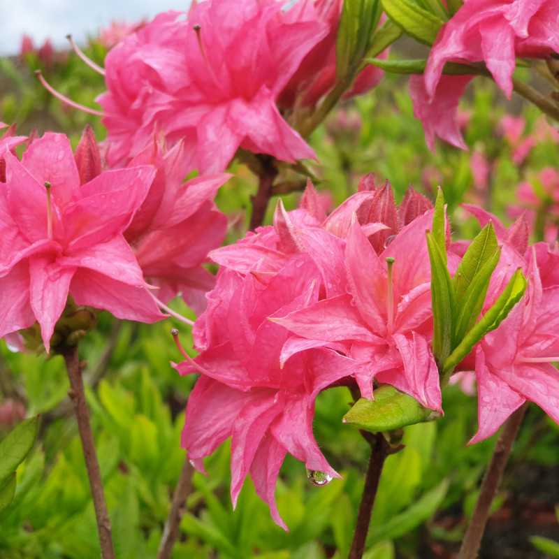 Azalea mollis Homebush