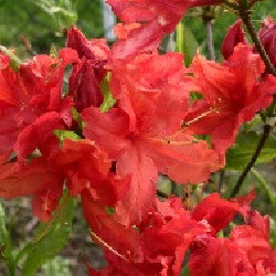 Azalea mollis Hotspur Red