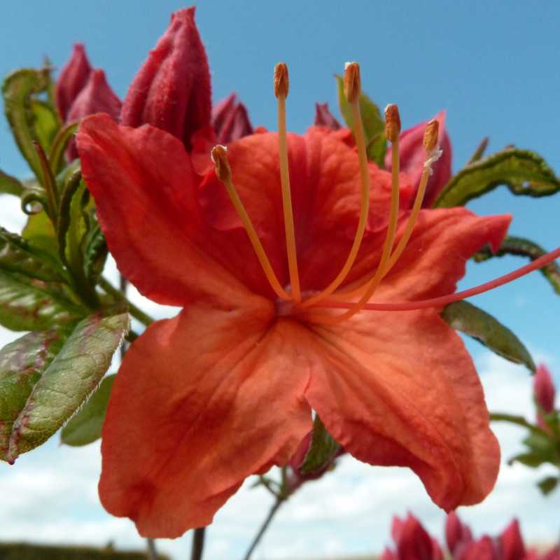 Azalea mollis Hotspur Red