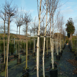 Betula utilis  ‘Doorenbos’