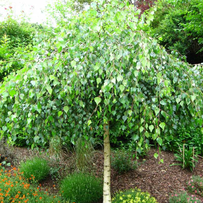 Betula pendula ‘Youngii’