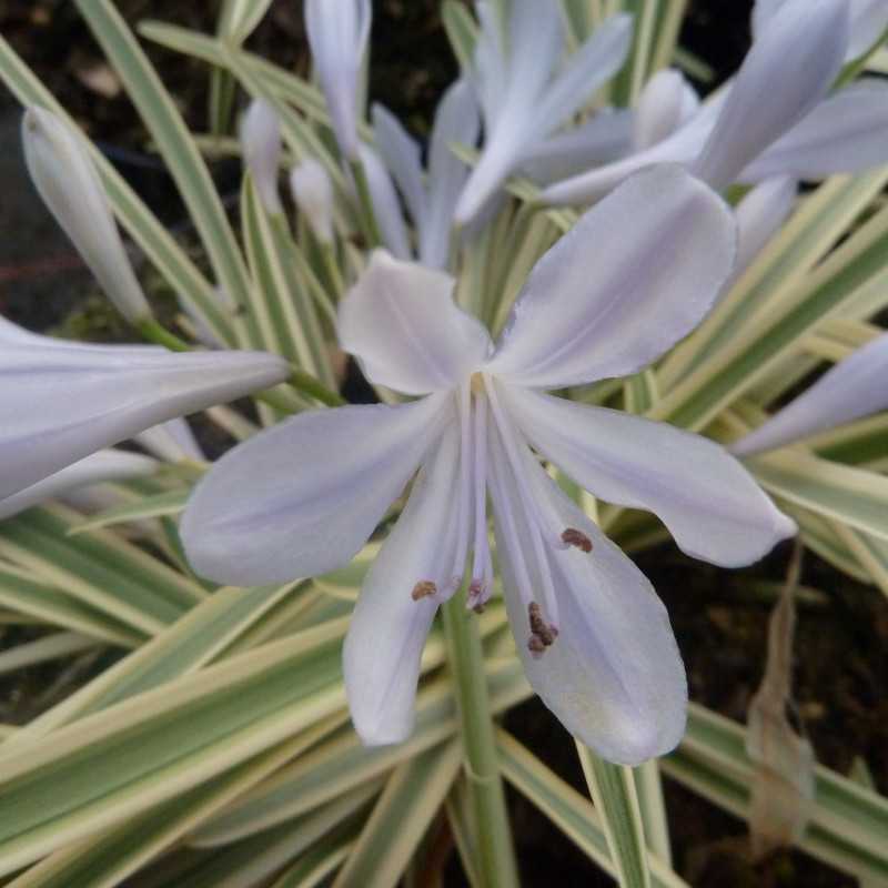 Agapanthus ‘Tinkerbell’ - Agapanthe