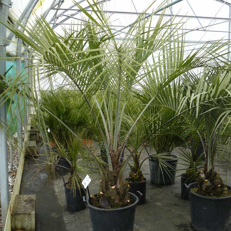 Butia capitata