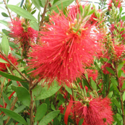 Callistemon laevis