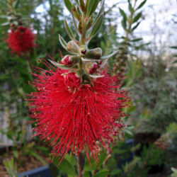 Callistemon laevis