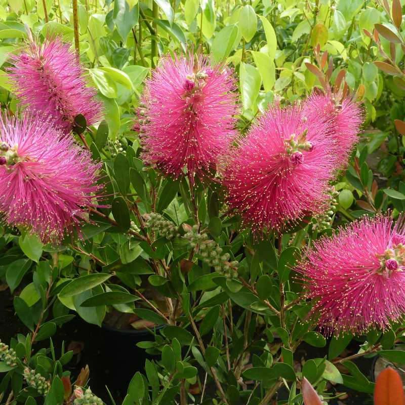 Callistemon viminalis ‘Hot Pink