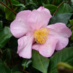 Camellia sasanqua ‘Cleopatra’ - Camélia d'automne