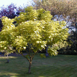 Catalpa bignonioides ‘Aurea’