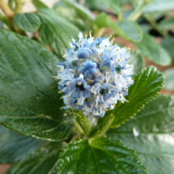 Ceanothus arboreus Trewithen Blue