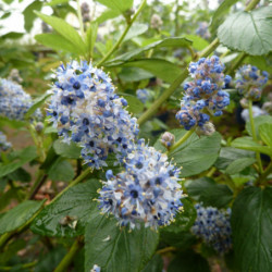 Ceanothus arboreus Trewithen Blue