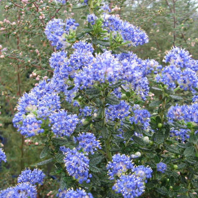 Ceanothus impressus