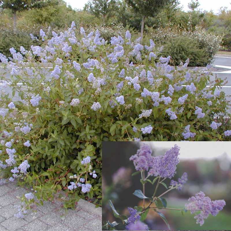 Ceanothus delilianus ‘Gloire de Versailles’