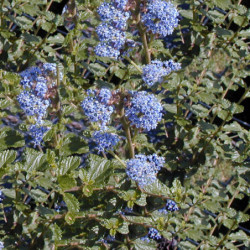 Ceanothus burkwoodii