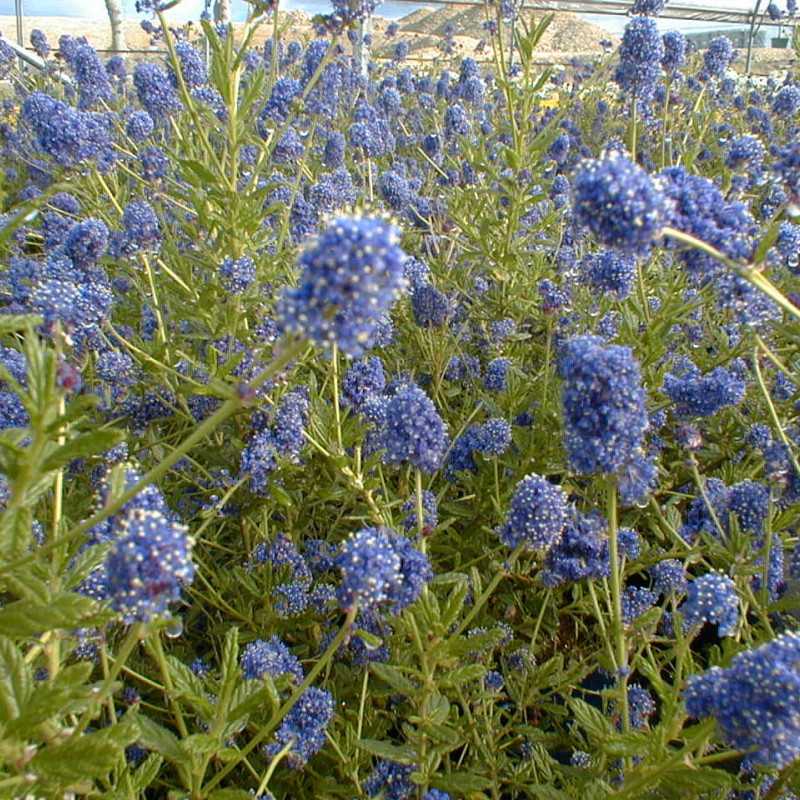 Ceanothus Concha