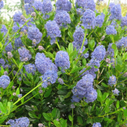 Ceanothus thyrsiflorus ‘Skylark