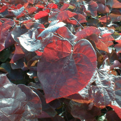 Cercis canadensis ‘Forest Pansy’