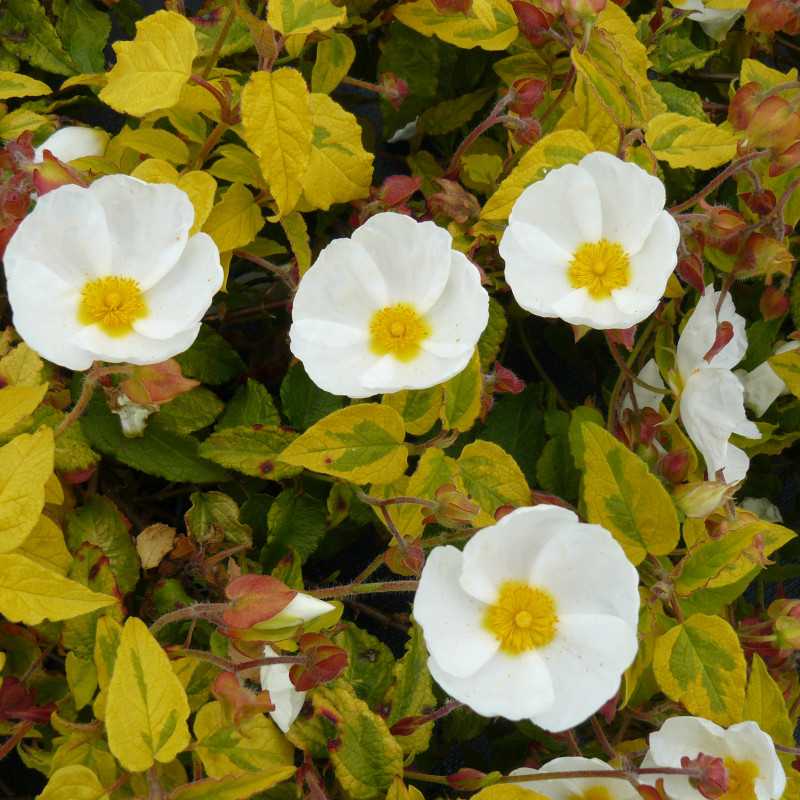 Cistus hybridus ‘Gold Prize’