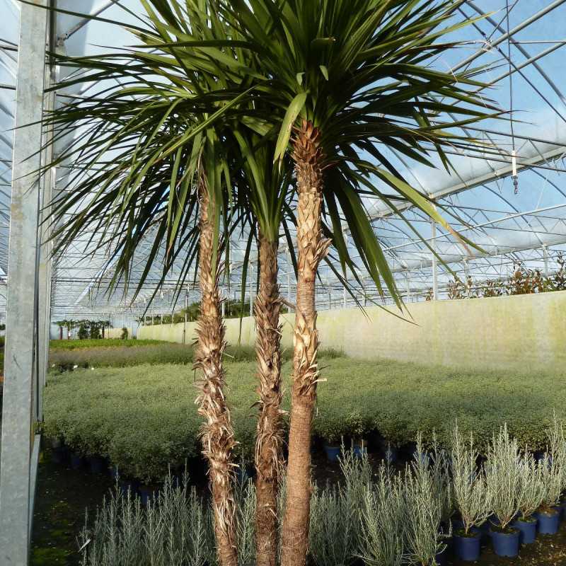 Cordyline australis