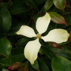 Cornus hongkongensis