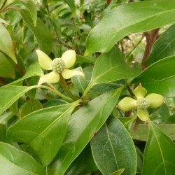 Cornus hongkongensis