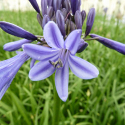 Agapanthus Navy Blue