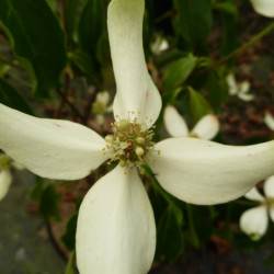 Cornus hongkongensis