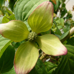 Cornus kousa ‘Satomi’