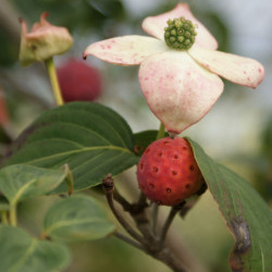 Cornus kousa ‘Satomi’