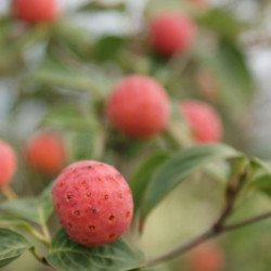 Cornus kousa ‘Satomi’