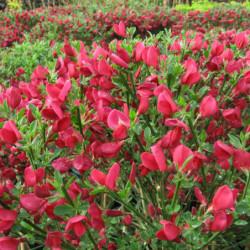 Cytisus scoparius ‘Boskoop Ruby’