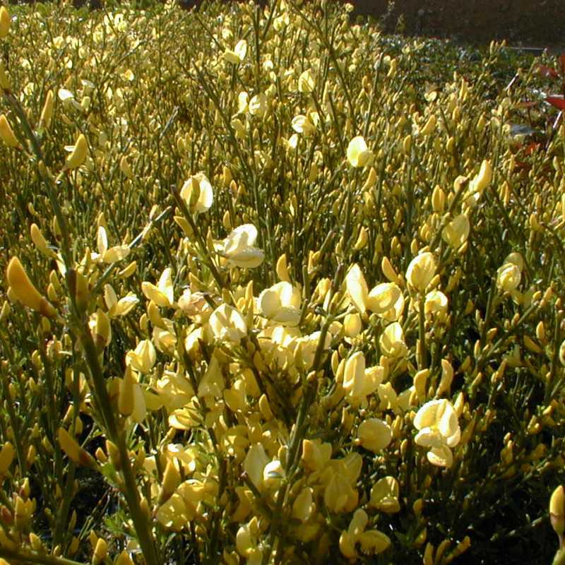 Cytisus praecox Allgold