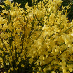 Cytisus praecox Allgold