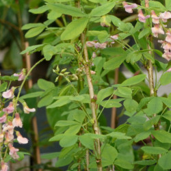 Laburnocytisus adamii