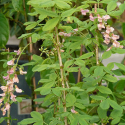 Laburnocytisus adamii