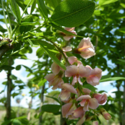 Laburnocytisus adamii