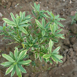 Daphne odora ‘Marianni