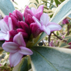 Daphne odora ‘Marianni