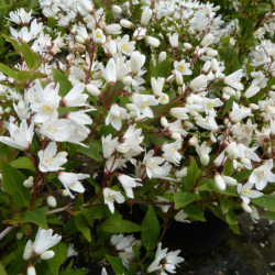 Deutzia crenata Nikko