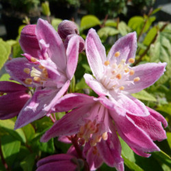 Deutzia magnifica Tourbillon Rouge