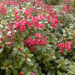 Escallonia ‘Red Dream’