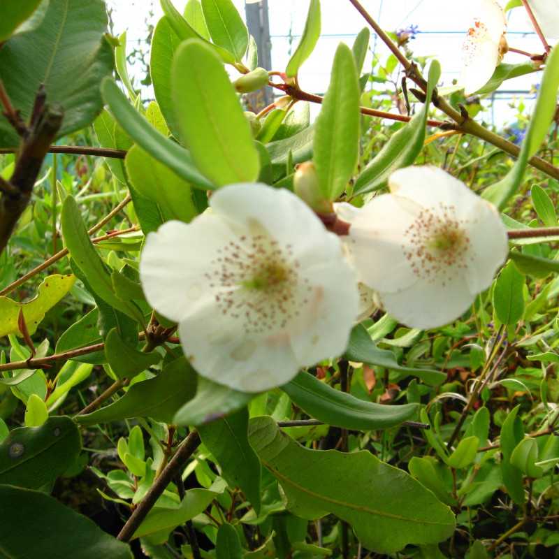 Eucryphia intermedia ‘Rostrevor’