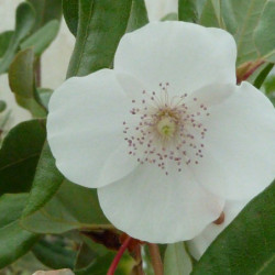 Eucryphia intermedia ‘Rostrevor’