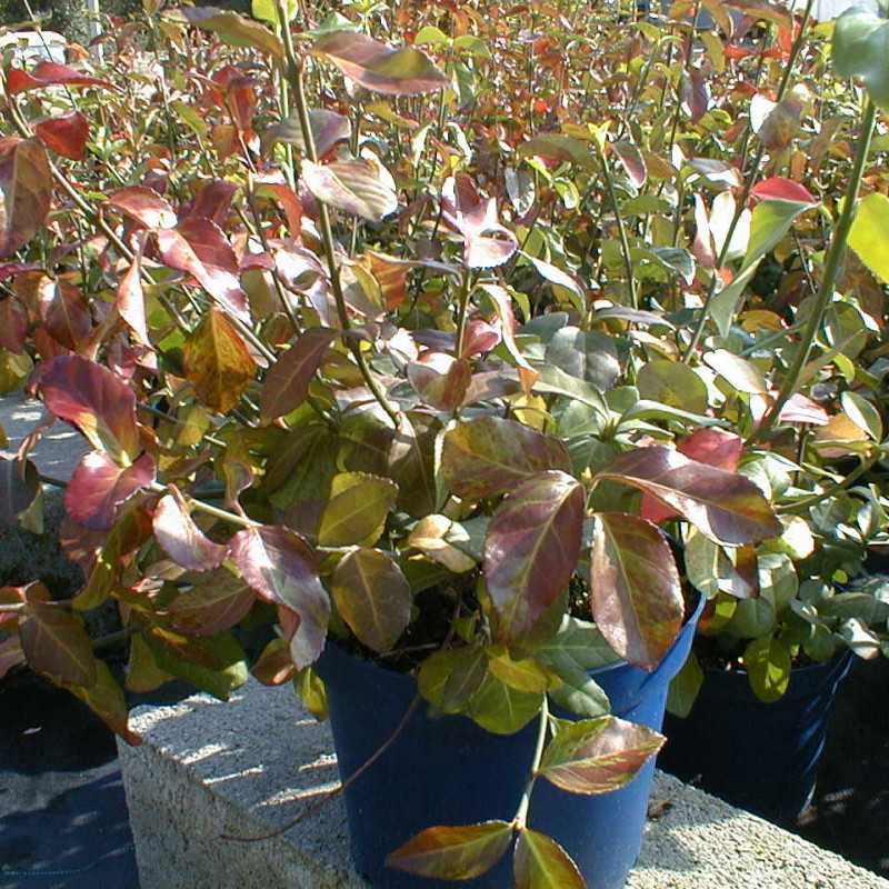 Euonymus fortunei Dart's Blanket