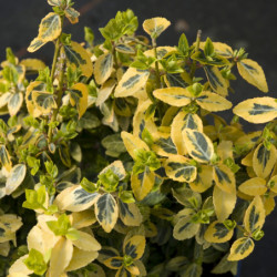 Euonymus fortunei ‘Emerald 'n' Gold’