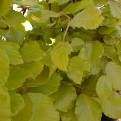 Fagus sylvatica ‘Dawyck Gold’