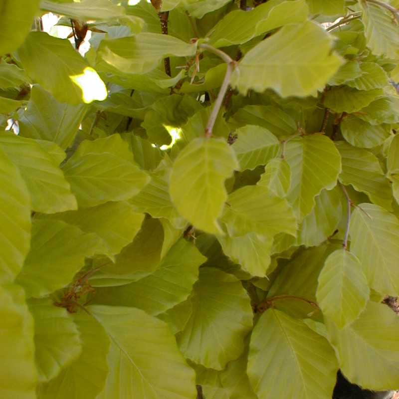 Fagus sylvatica ‘Dawyck Gold’