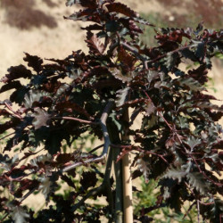 Fagus sylvatica ‘Rohan Red Weeping’